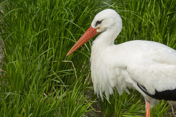 white stork