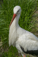 white stork
