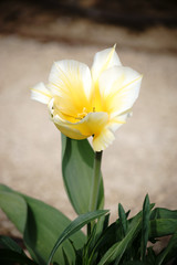 Gelbe Tulpe / Die Nahaufnahme und Draufsicht auf eine gelbe Tulpe, Tulipa fosteriana.