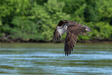 Osprey on the James River