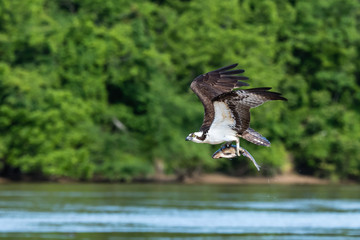 Osprey on the James River