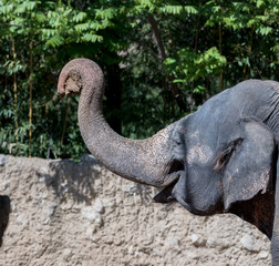 Kopf eines asiatischen Elefants