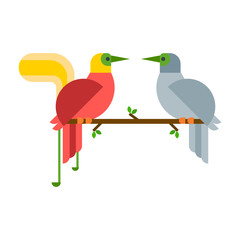 Cartoon tropical peacock couple wild animal bird vector illustration and wildlife cute feather zoo color nature vivid perch tropics fly jungle pretty tail.