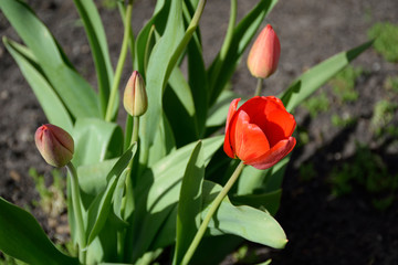 Budding tulip flower