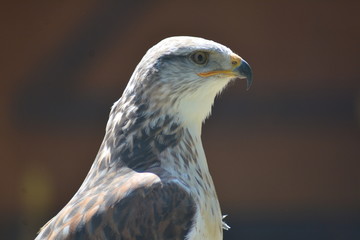 Raubvogel
