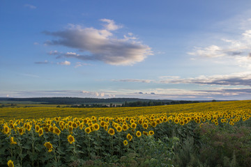 landscape sunflowers field