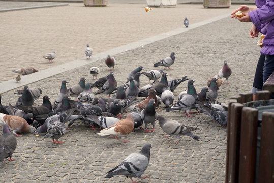 Children feed pigeons on city street