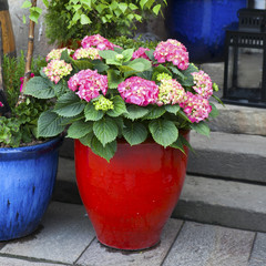 Red hydrangea in a blue pot at the entrance to the cafe