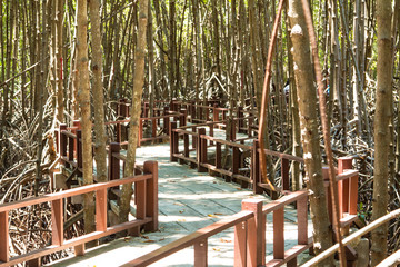 Fototapeta na wymiar cement Bridge along the mangrove forest