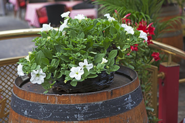 the White petunia in a pot on a barrel as an adornment of the entrance to a cafe