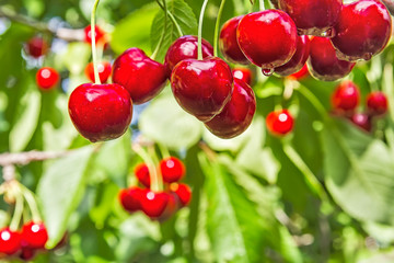 Berries cherries on a branch in the summer rain, macro