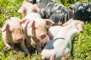 Small cute piglets on the field in nature park Lonjsko polje, Croatia