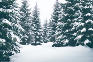 Spruce trees covered by snow. Freeze and cold weather. Winter season.