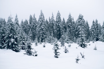 Spruce trees covered by snow. Freeze and cold weather. Winter season.