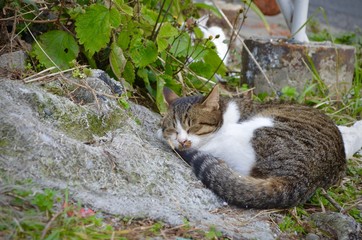 昼寝する島の猫