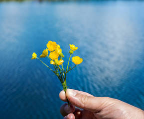 Beautiful alpine yellow flowers in a man hand. Conceptual image.