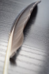 feather of black herons on the wooden pad