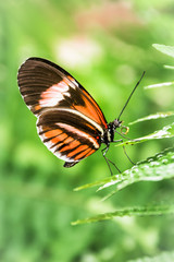 Fototapeta na wymiar Mariposa posada en una hoja con un fondo verde
