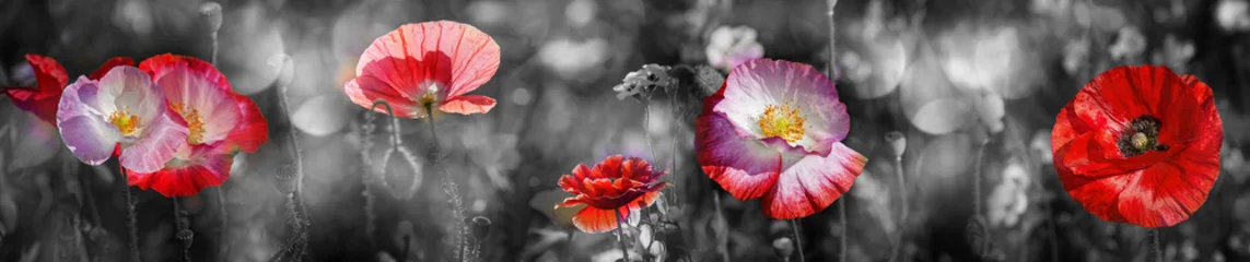 Selbstklebende Fototapete Mohnblumen Sommerwiese mit rotem Mohn
