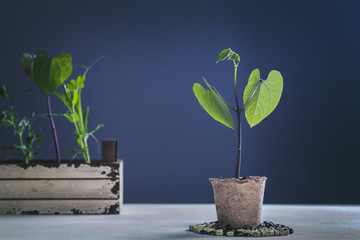 Vegetable Seedlings on the Table Against Moody Blue Background