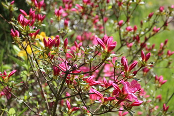 Pink Azalea in the flower garden