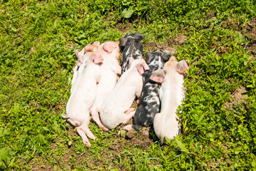 Bunch of cute piglets on the field in nature park Lonjsko polje, Croatia