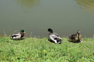 Family of ducks