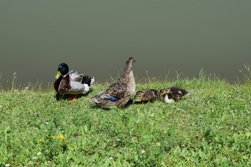 Family of ducks