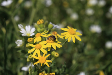 Scared duck with brood