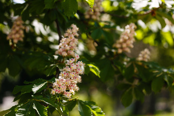 branches of blossoming chestnut tree with sun beams