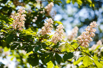 branches of blossoming chestnut tree with sun beams