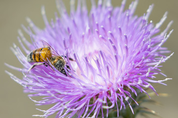 Bee foraging for pollen in a purple flower