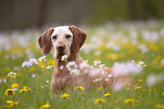 Ergrauter Magyar Viszla in Blumenwiese