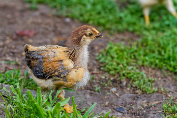 Chicken on Grass