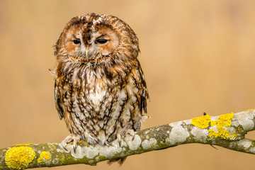 Tawny Owl portrait, plain backgroung