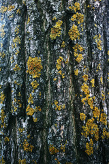 Fototapeta premium tree bark