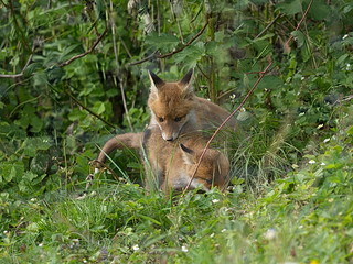 Jungfüchse beim Spiel im Garten