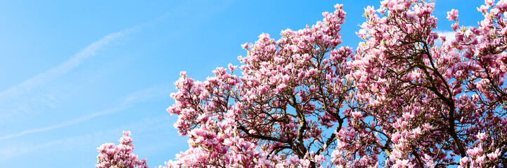 Magnolie vor blauem Himmel - Banner