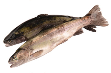 trout on white background
