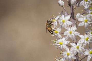 Bee