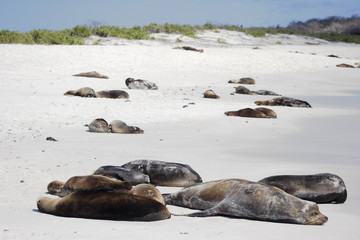 Galapagos Sea Lion sleeping on the beach, Gardner Bay, Espanola, Galapagos Islands