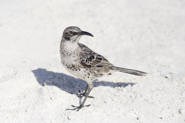 Hood mockingbird (Mimus macdonaldi) on the beach, Gardner Bay, Espanola, Galapagos Islands