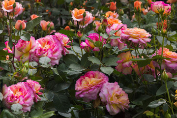 Letto di rose fiorite in primavera