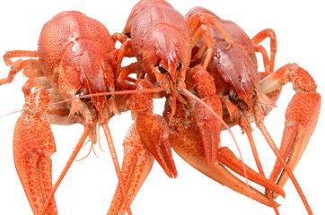 crayfish on a white background