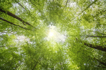 Naklejka premium Zielone wierzchołki drzew wiosną z błyszczącymi promieniami słońca
