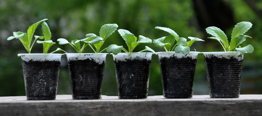 Beijing cabbage seedlings in plastic cups with soil mix
