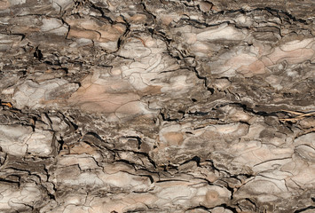 Closeup of pine tree bark for background