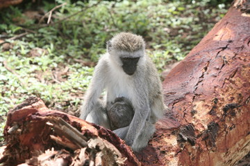 Mandrill, Affe mit Baby in Afrika Tansania