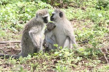Mandrill, Affenfamilie mit Baby
