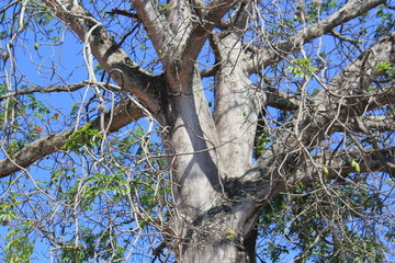Tronco de ceiba sin hojas.